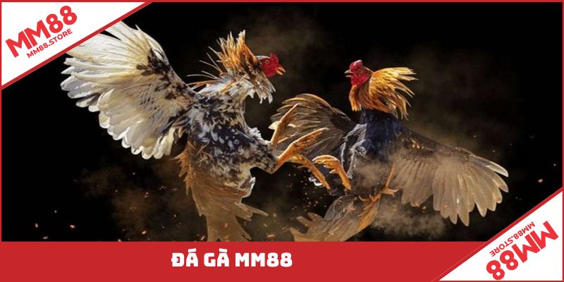 Sảnh đá gà được rất nhiều thành viên đánh giá cao