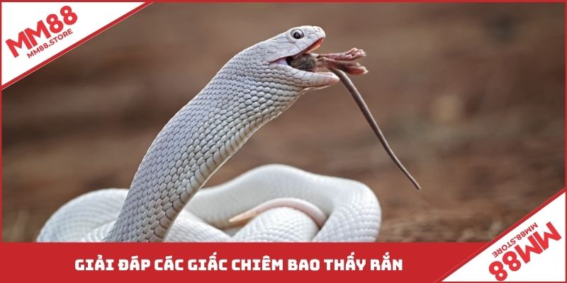 Giải đáp các giấc chiêm bao thấy rắn