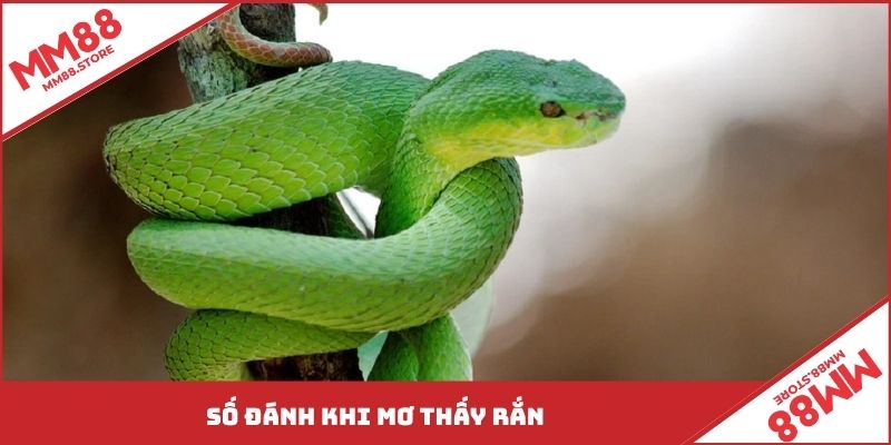 Số đánh khi mơ thấy rắn