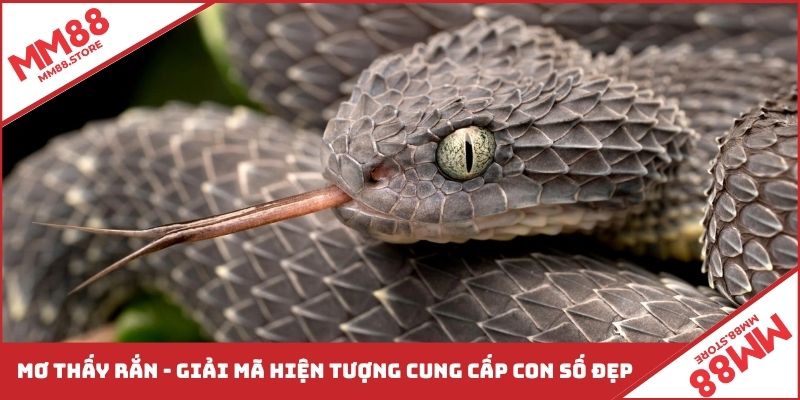 Mơ Thấy Rắn - Giải Mã Hiện Tượng Cung Cấp Con Số Đẹp